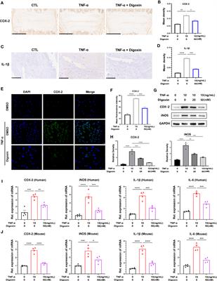 Digoxin protects against intervertebral disc degeneration via TNF/NF-κB and LRP4 signaling